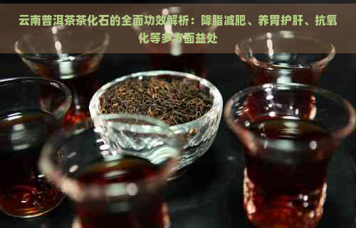 云南普洱茶茶化石的全面功效解析：降脂减肥、养胃护肝、抗氧化等多方面益处