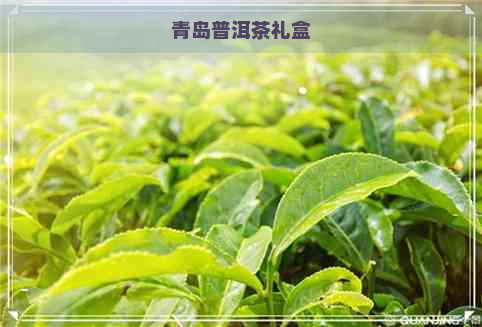 青岛普洱茶礼盒