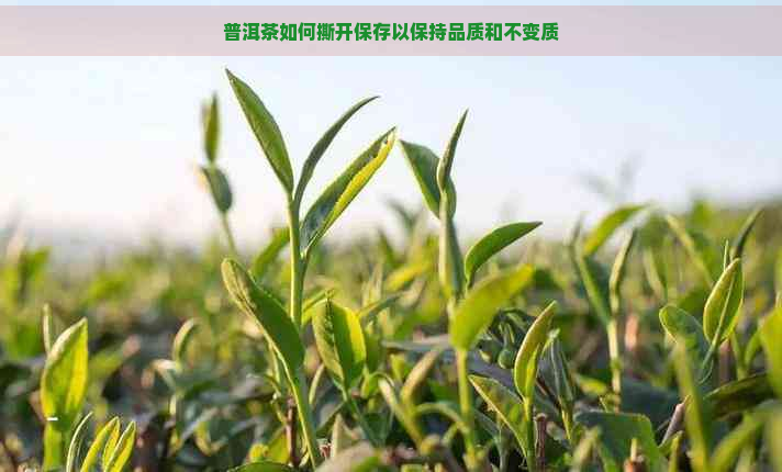 普洱茶如何撕开保存以保持品质和不变质