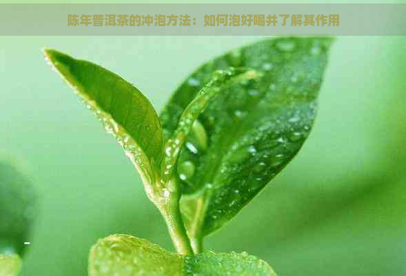 陈年普洱茶的冲泡方法：如何泡好喝并了解其作用