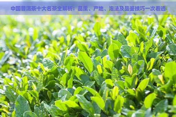 中国普洱茶十大名茶全解析：品质、产地、泡法及品鉴技巧一次看透