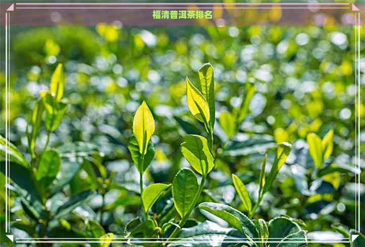 福清普洱茶排名