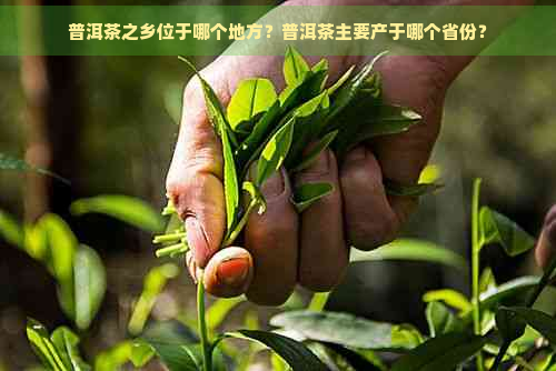 普洱茶之乡位于哪个地方？普洱茶主要产于哪个省份？