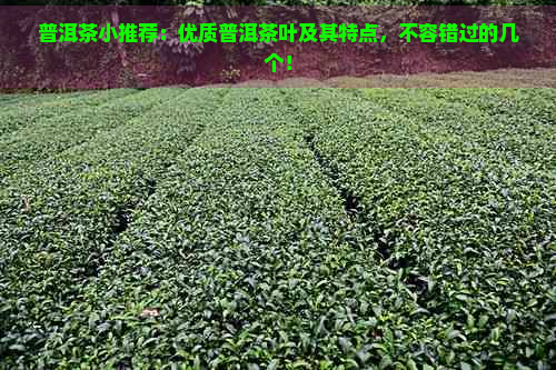 普洱茶小推荐：优质普洱茶叶及其特点，不容错过的几个！