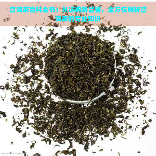 普洱茶百科全书：从选购到品鉴，全方位解析普洱茶的专业知识