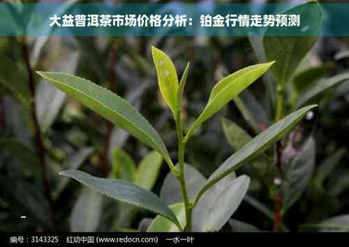 大益普洱茶市场价格分析：铂金行情走势预测