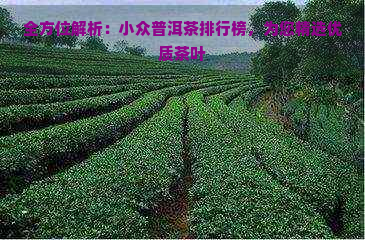 全方位解析：小众普洱茶排行榜，为您精选优质茶叶