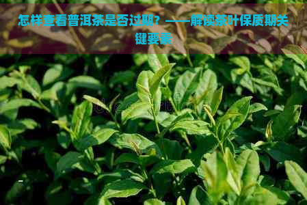 怎样查看普洱茶是否过期？——解读茶叶保质期关键要素