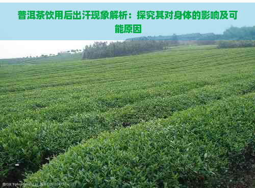 普洱茶饮用后出汗现象解析：探究其对身体的影响及可能原因