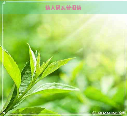 茶人码头普洱茶