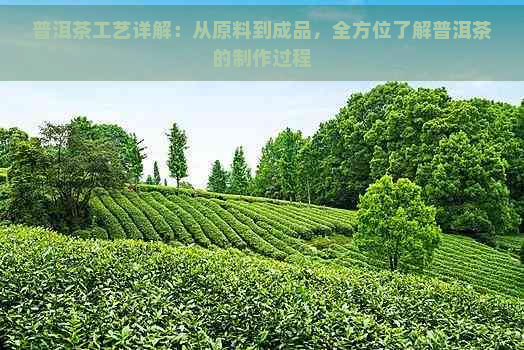 普洱茶工艺详解：从原料到成品，全方位了解普洱茶的制作过程