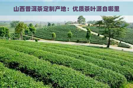 山西普洱茶定制产地：优质茶叶源自哪里