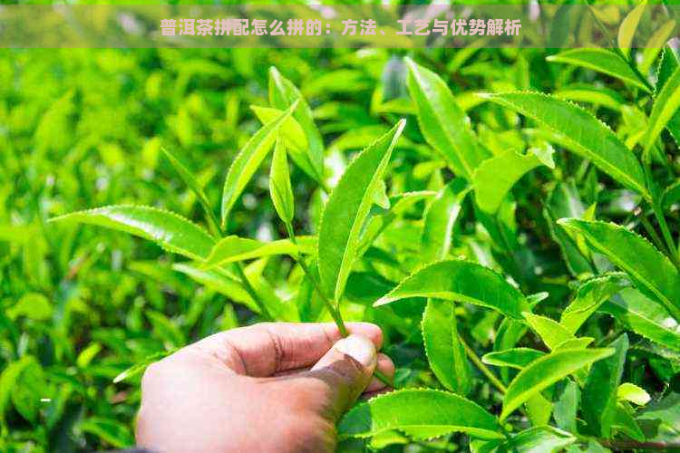 普洱茶拼配怎么拼的：方法、工艺与优势解析