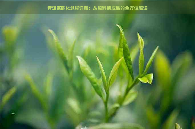 普洱茶陈化过程详解：从原料到成品的全方位解读