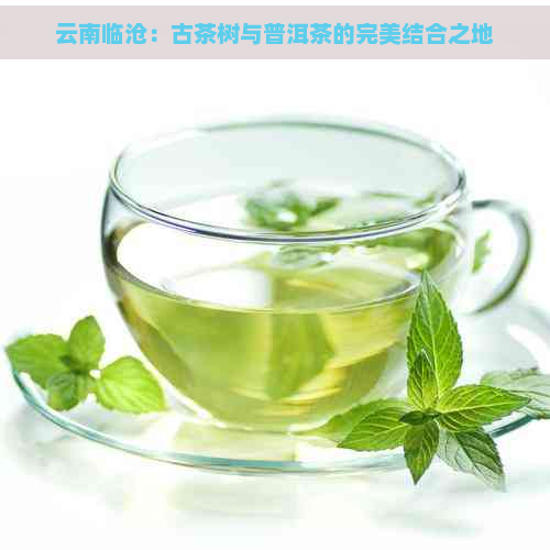 云南临沧：古茶树与普洱茶的完美结合之地