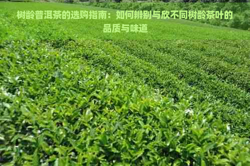 树龄普洱茶的选购指南：如何辨别与欣不同树龄茶叶的品质与味道