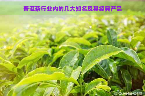 普洱茶行业内的几大知名及其经典产品