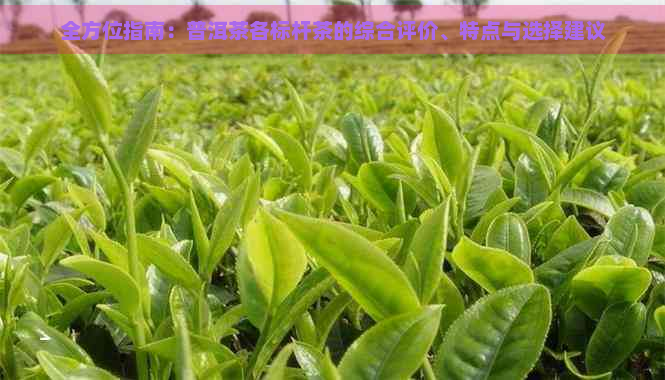 全方位指南：普洱茶各标杆茶的综合评价、特点与选择建议