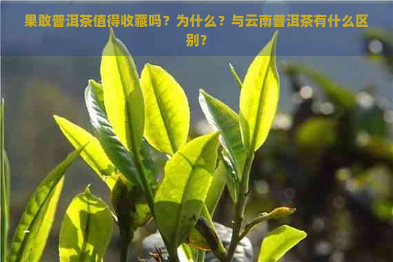 果敢普洱茶值得收藏吗？为什么？与云南普洱茶有什么区别？