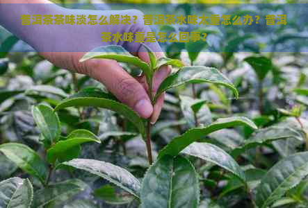 普洱茶茶味淡怎么解决？普洱茶水味太重怎么办？普洱茶水味重是怎么回事？