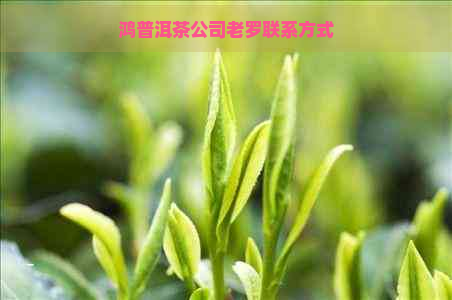 鸿普洱茶公司老罗联系方式