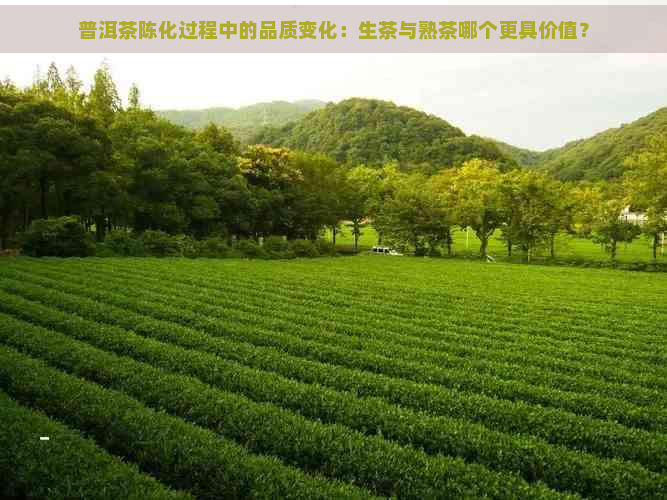 普洱茶陈化过程中的品质变化：生茶与熟茶哪个更具价值？