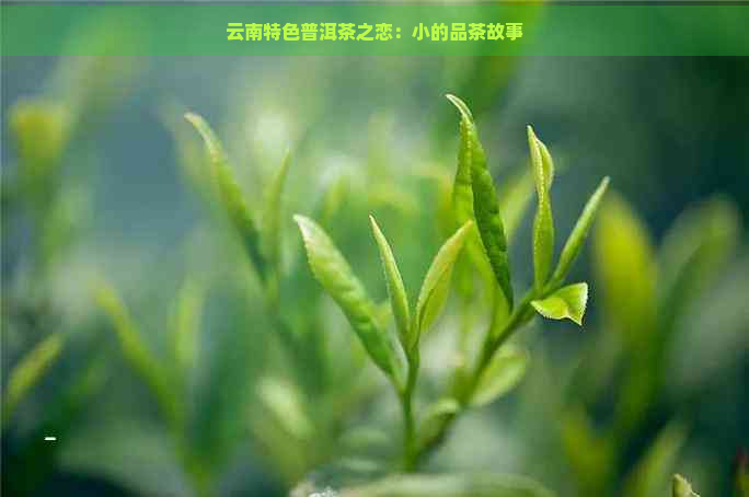 云南特色普洱茶之恋：小的品茶故事