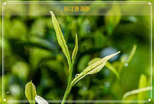 榕江普洱茶