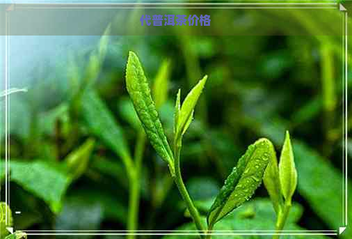 代普洱茶价格