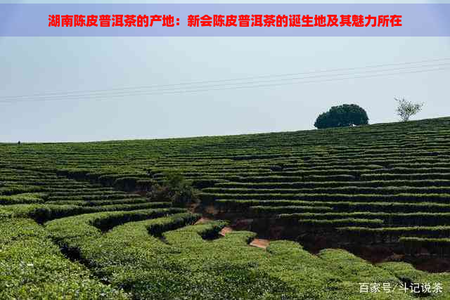 湖南陈皮普洱茶的产地：新会陈皮普洱茶的诞生地及其魅力所在