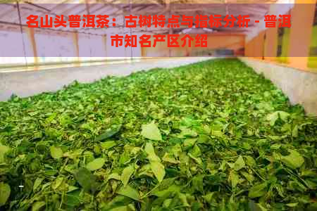 名山头普洱茶：古树特点与指标分析 - 普洱市知名产区介绍