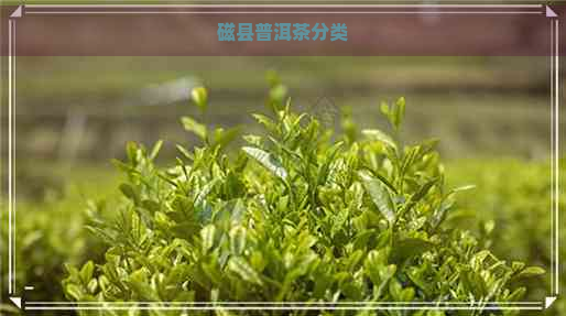 磁县普洱茶分类