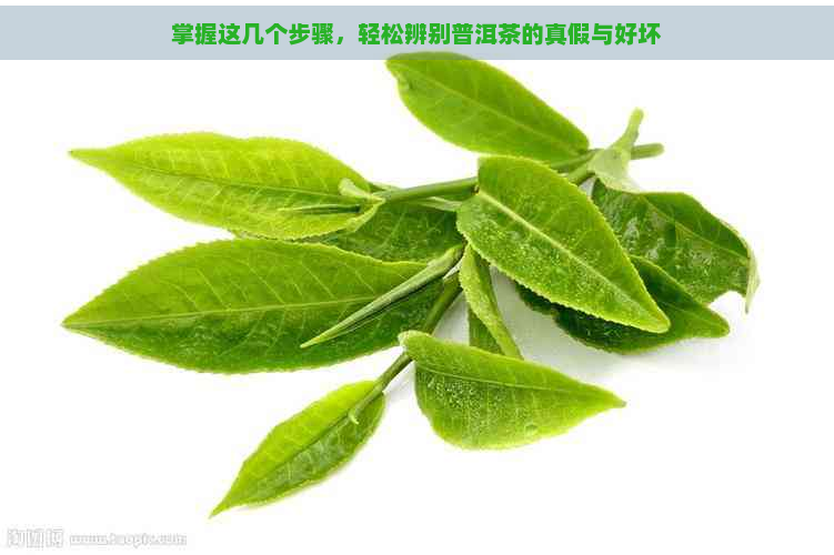 掌握这几个步骤，轻松辨别普洱茶的真假与好坏