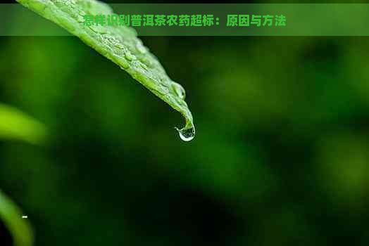 怎样识别普洱茶农药超标：原因与方法