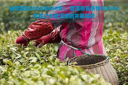 雀普洱茶2006年400克： 普洱茶雀茶饼与2004年雀之乡普洱茶的关系解析