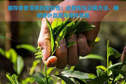 罐存放普洱茶的密封性：必要性与正确方法，确保茶叶品质与保存效果