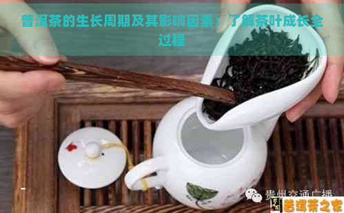 普洱茶的生长周期及其影响因素：了解茶叶成长全过程