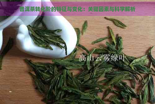 普洱茶转化阶的特征与变化：关键因素与科学解析