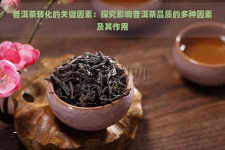 普洱茶转化的关键因素：探究影响普洱茶品质的多种因素及其作用