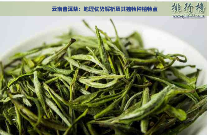 云南普洱茶：地理优势解析及其独特种植特点