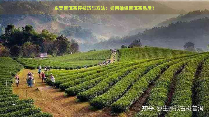 东莞普洱茶存技巧与方法：如何确保普洱茶品质？