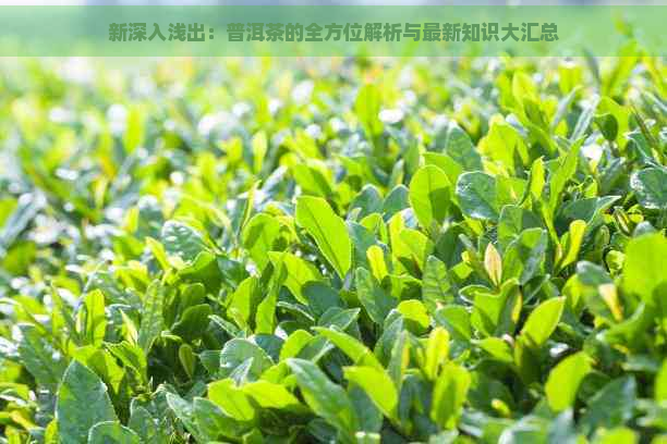 新深入浅出：普洱茶的全方位解析与最新知识大汇总