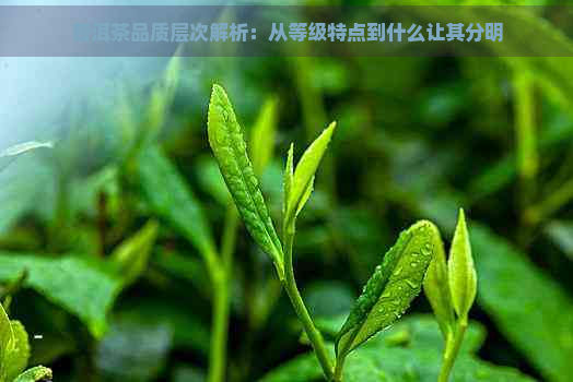 普洱茶品质层次解析：从等级特点到什么让其分明