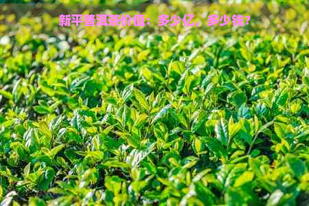 新平普洱茶价值：多少亿，多少钱？