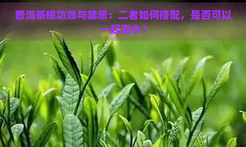 普洱茶根功效与禁忌：二者如何搭配，是否可以一起泡水？