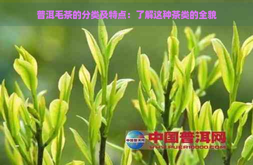 普洱毛茶的分类及特点：了解这种茶类的全貌