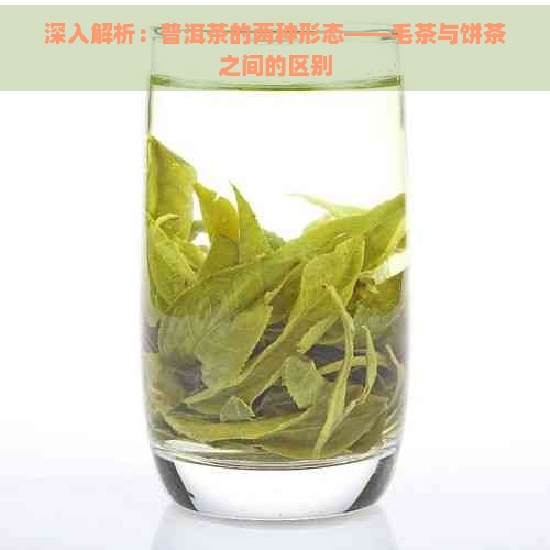 深入解析：普洱茶的两种形态——毛茶与饼茶之间的区别