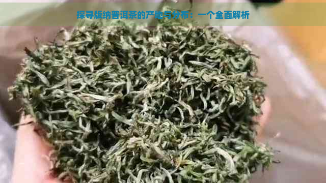 探寻版纳普洱茶的产地与分布：一个全面解析