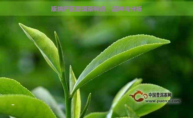 版纳产区普洱茶特点、品种与分析