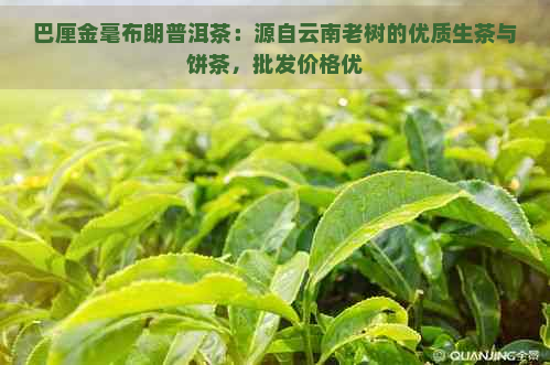 巴厘金毫布朗普洱茶：源自云南老树的优质生茶与饼茶，批发价格优